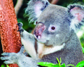  A Koala