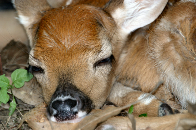Sleeping Bambi