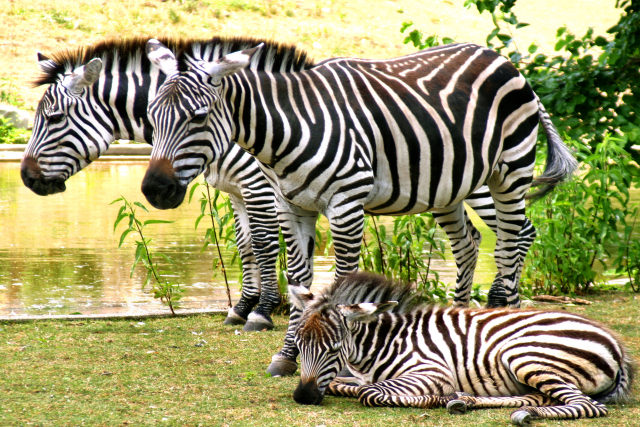 The Zebra Family