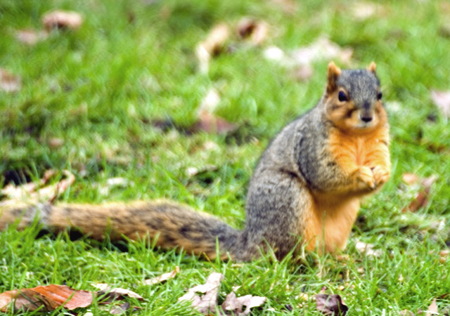 squirrel_small.jpg