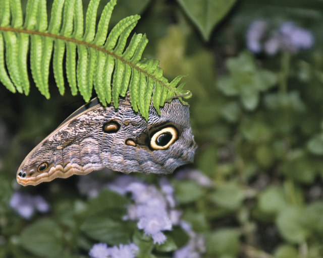 BUTTERFLY