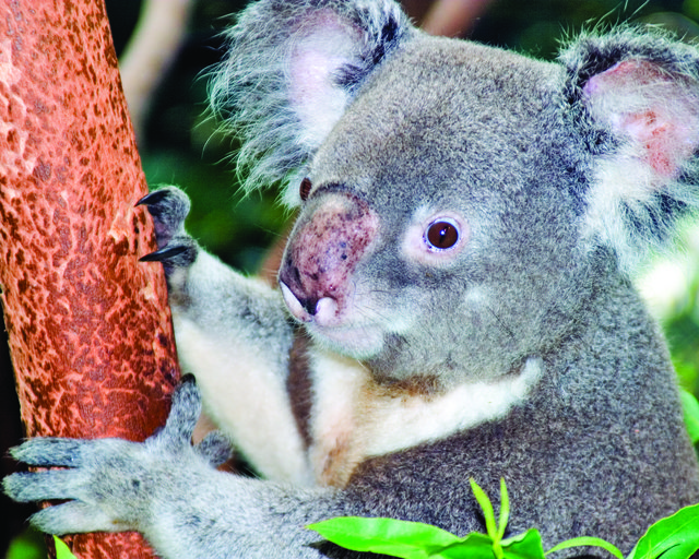  A Koala