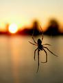 Spider Sunrise
