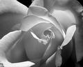 rose.