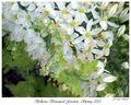 Bellevue Botanical Gardens 1