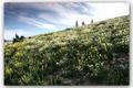 Albion Basin 2