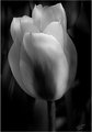 Tulip Texture