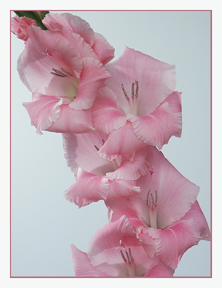 Pink Gladiola