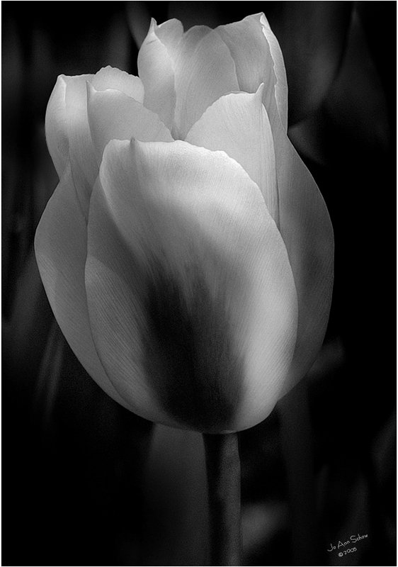 Tulip Texture