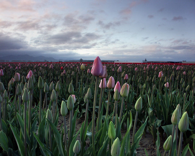 Pink Tulips at Sunrise