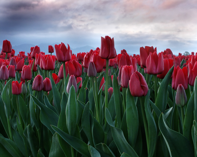 Red Tulips at Sunrise