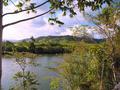 Daintree river
