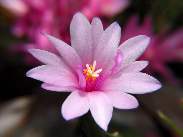 Cactus bloom