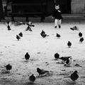Chasing pigeons