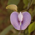 Clitoria ternetea [sic]