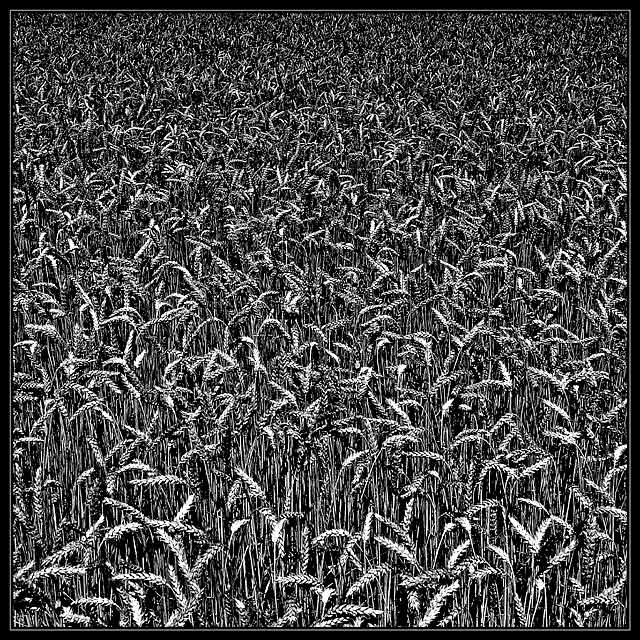 Wheat