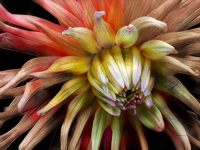Dahlia