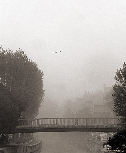 Sea Mist