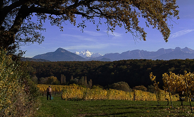  Fall scene in the wineyards