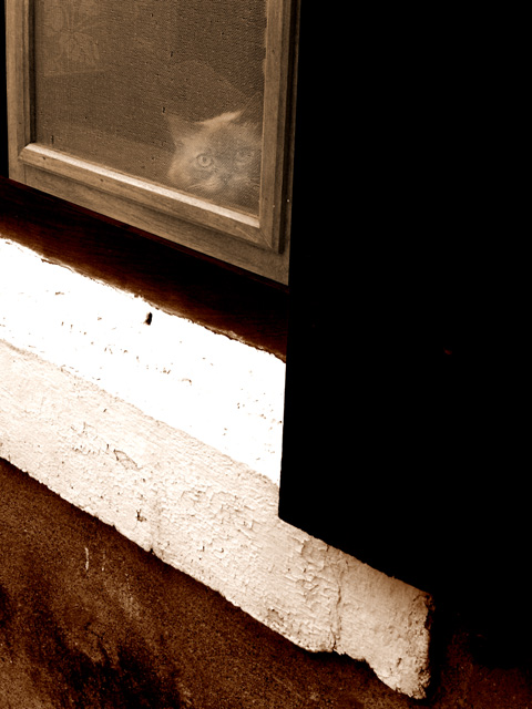 cat