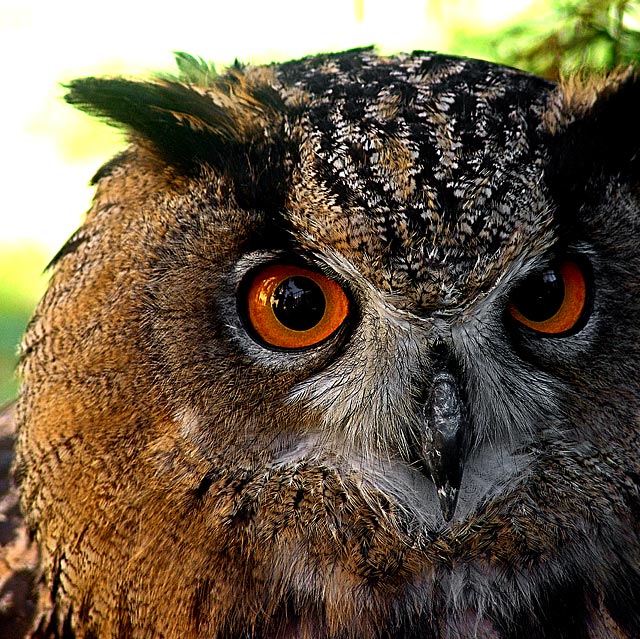 The Eyes