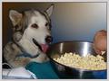 HuskerDoo