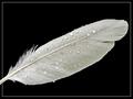 Feather