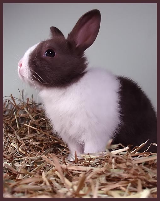 Nougat