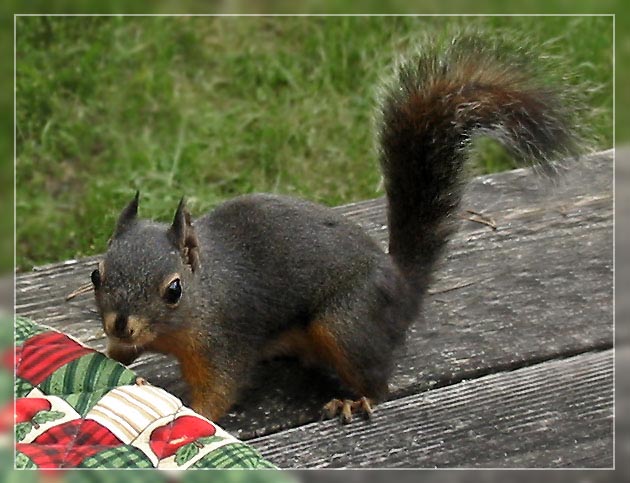 Chippy.jpg