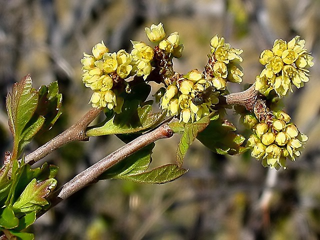 Yellow Buds