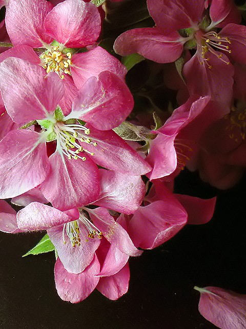 Crabapple Blossoms