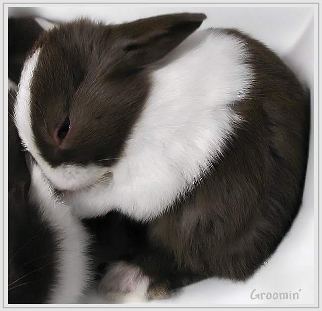Groomin