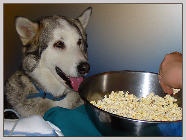HuskerDoo