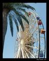 Paradise Pier Ferris Wheel