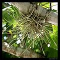 Air Plant