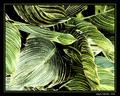 Leaves - art