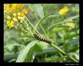 Caterpillar