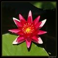 water flower