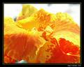 Yellow flower