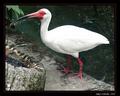 Stork 2