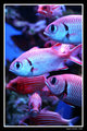 Tropical Fish