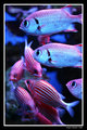 Tropical Fish 2