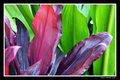 Tropical Leaves