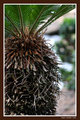 Palm
