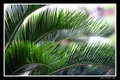 Palm Frond