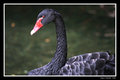 Black Swan