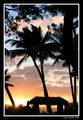 Tropical Amber Skies