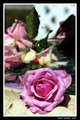 Pink Roses