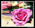 Pink Rose
