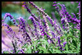 Flowers in the Wild